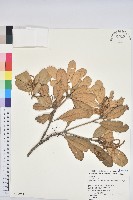 嶺南青剛櫟、嶺南椆藏品圖，第1張