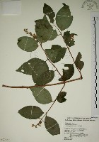 大葉溲疏藏品圖，第1張