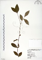 內苳子藏品圖，第1張