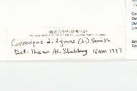 臭濱芥、臭薺藏品圖，第3張