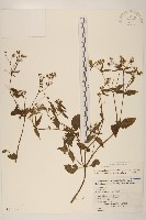 粗毛小米菊藏品圖，第1張