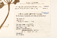 粗毛小米菊藏品圖，第2張