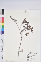 南澳杜鵑藏品圖，第1張