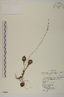 臺灣鬼督郵藏品圖，第1張