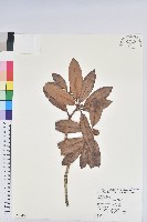 森氏杜鵑、森氏滿江紅藏品圖，第1張