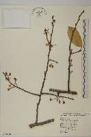 大葉南蛇藤藏品圖，第1張