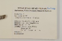 大葉南蛇藤藏品圖，第2張