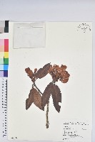 玉山杜鵑藏品圖，第1張