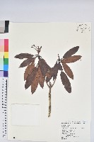 玉山杜鵑藏品圖，第1張