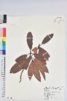 玉山杜鵑藏品圖，第1張