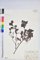 高山越橘藏品圖，第1張