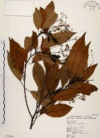 香楠藏品圖，第1張