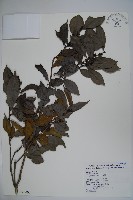 糊樗藏品圖，第1張