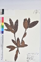 玉山杜鵑藏品圖，第1張