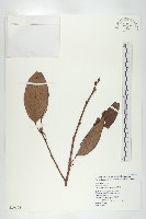 俄氏柿藏品圖，第3張