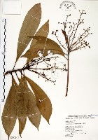 大葉楠藏品圖，第1張