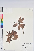 玉山杜鵑藏品圖，第1張