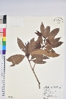 西施花、青紫木藏品圖，第1張