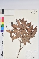 西施花、青紫木藏品圖，第1張