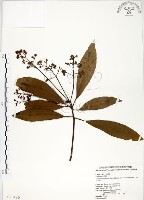 大葉楠藏品圖，第1張