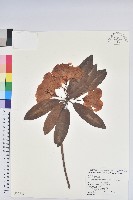 玉山杜鵑藏品圖，第1張