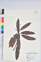 玉山杜鵑藏品圖，第1張