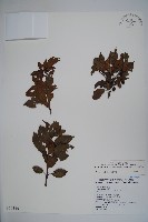 刻脈冬青藏品圖，第1張