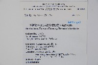 刻脈冬青藏品圖，第2張