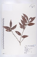 軟毛柿藏品圖，第1張