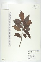 山紅柿藏品圖，第3張