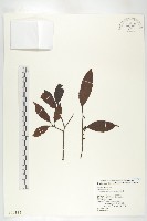 山紅柿藏品圖，第3張