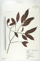 山紅柿藏品圖，第3張