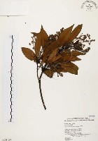香楠藏品圖，第1張