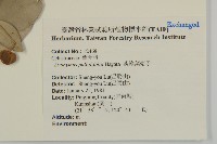 淡綠葉衛矛藏品圖，第2張