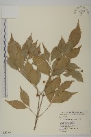 大丁黃藏品圖，第1張