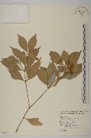 大丁黃藏品圖，第1張