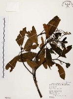 香楠藏品圖，第1張