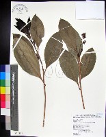 紅頭李欖, 蘭嶼李欖藏品圖，第1張