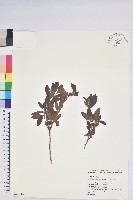 紅毛杜鵑藏品圖，第1張