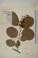 苦皮藤藏品圖，第1張