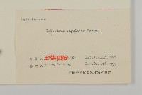 苦皮藤藏品圖，第3張