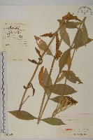 剪秋羅、剪秋紗、漢宮秋藏品圖，第1張