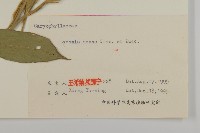 剪秋羅、剪秋紗、漢宮秋藏品圖，第3張