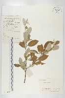 小葉胡頹子藏品圖，第1張