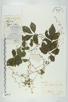 絞股藍藏品圖，第1張