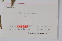 三角楓藏品圖，第2張