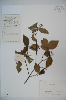 宜昌莢迷藏品圖，第1張