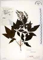 黃荊藏品圖，第1張