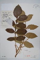 鹽膚木藏品圖，第1張