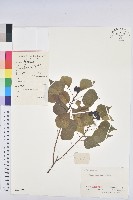 烏臼藏品圖，第1張